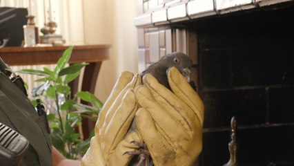 Live Rescue: Pigeon STUCK in Chimney