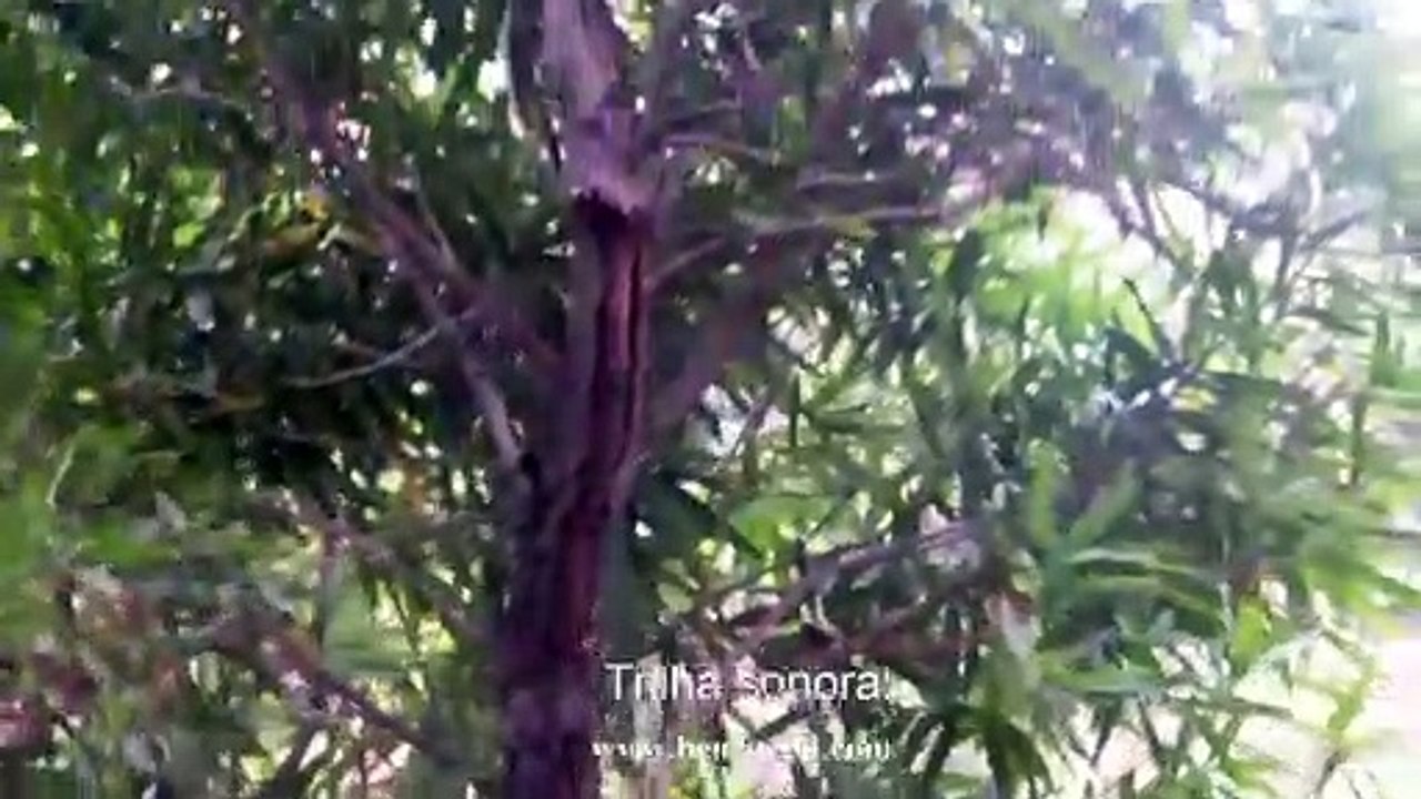A famosa lagoa da UFMA.