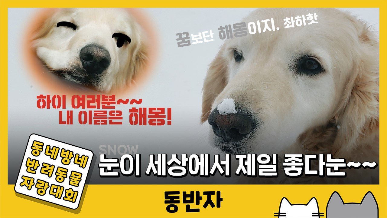 [동반자] 이런 개 보셨나요? 눈 러버 해몽이 / YTN
