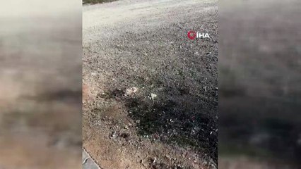 Kendisine saldıran sokak köpeğini bıçakladı