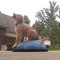 Dog Sits On Dome-Shaped Seat And Moves In Circle To Ask For Treats