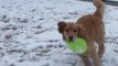 Dog Plays Fetch In Snow With Pet Parent