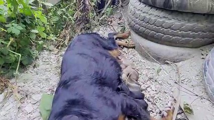 CHIENS recien parida