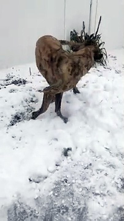 Dog Bounds Around in Snow Covered Yard