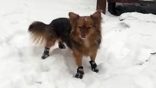 Dog Runs Comically in Snow While Wearing Booties