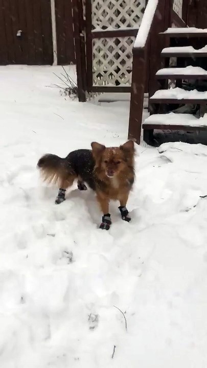 Dog Runs Comically in Snow While Wearing Booties
