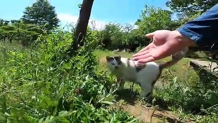 I took photos of stray cats living in Japan.27