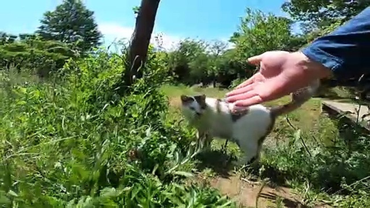 I took photos of stray cats living in Japan.27