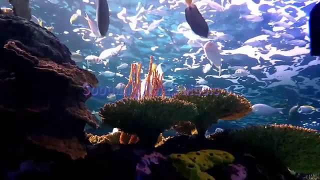 Big Aquarium with Beautiful Fish Relaxing Music, Sleep Music, Stress Relief.