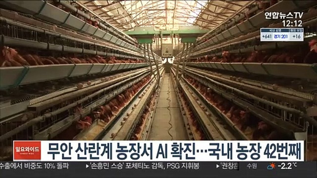 무안 산란계 농장서 AI 확진…국내 농장 42번째