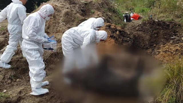 강원 영월서 ASF 감염 멧돼지 폐사체 6두 연이어 발견...충북 북부 위험주의보 / YTN