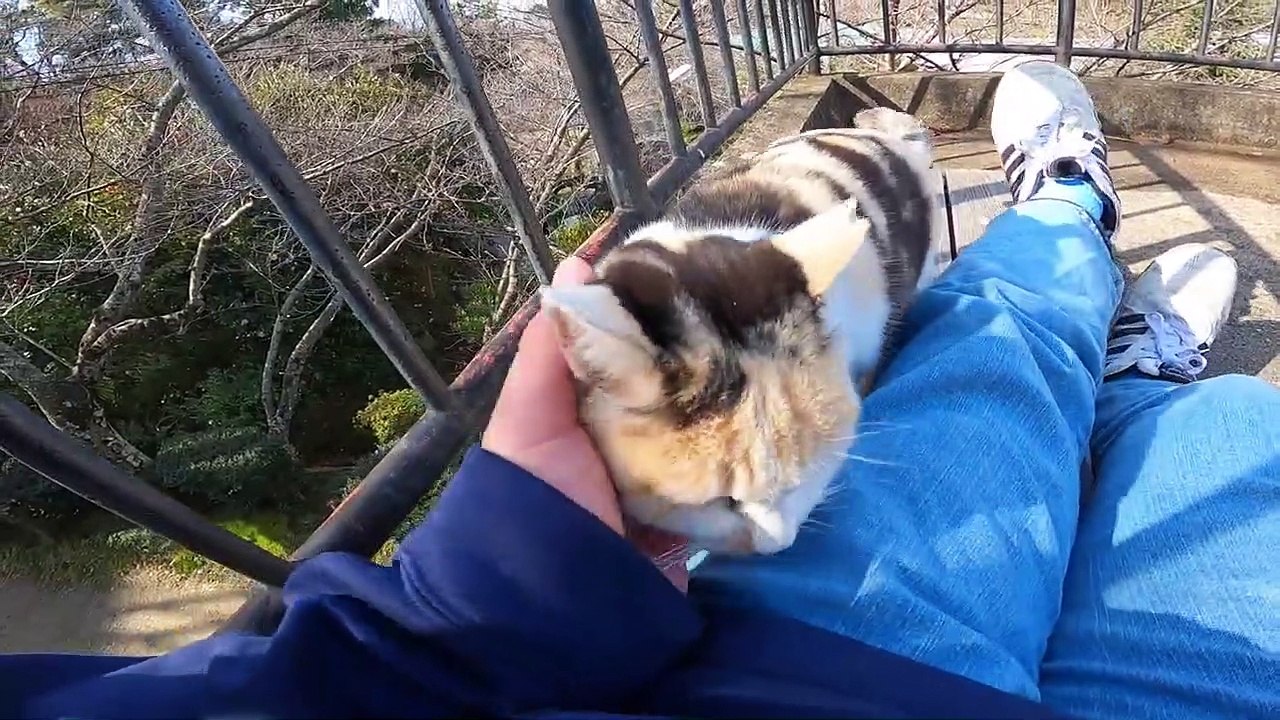 I took photos of stray cats living in Japan.28