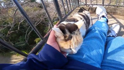 I took photos of stray cats living in Japan.28