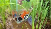 Found A lot Halfmoon Betta Fish | Anglefish on Rice Field | Fishing ideas and techniques | CreativeVilla.