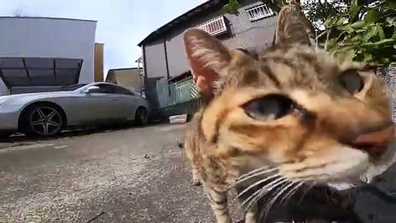 I took photos of stray cats living in Japan.30