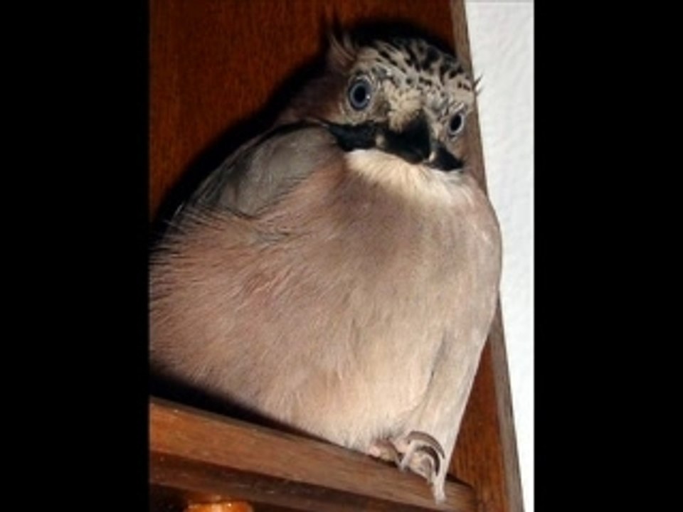 Vocalise de picolo