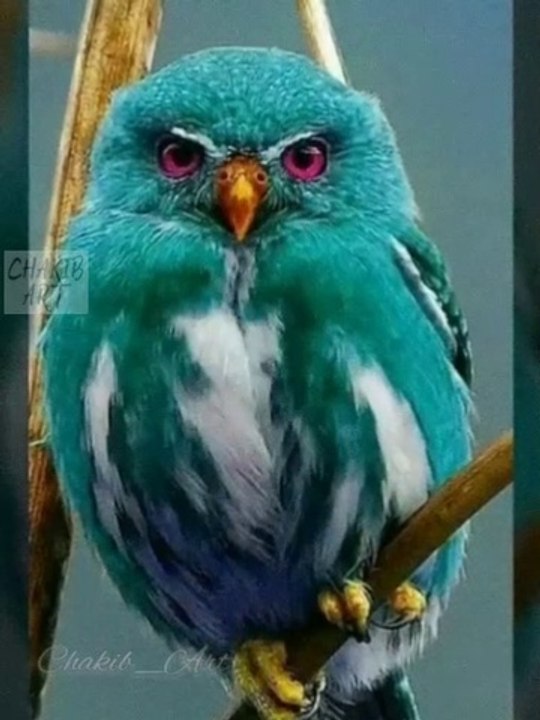 #rap #hiphop #music #rapper #trap #beats #rapmusic #Artist #love #producer #newmusic #hiphopmusic #freestyle #rappers #soundcloud #art #explorepage #spotify #follow #Youtube #dj #like #trapmusic #rnb #hiphop #bhfyp #beat #musicpro    L'amour des oiseaux 2