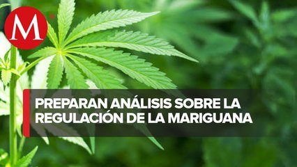 Se analizará dictamen de la legalización de la mariguana en febrero