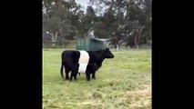 Cow with her baby so cute - Nature is Amazing - Viral Videos