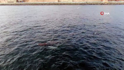 İstanbul Boğazı'nda yunuslardan görsel şölen