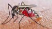 किसी-किसी को मच्छर ज़्यादा क्यों काटते हैं ?#interesting facts hindi
