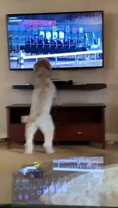 Chien turfiste