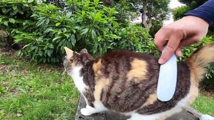 I took photos of stray cats living in Japan.32