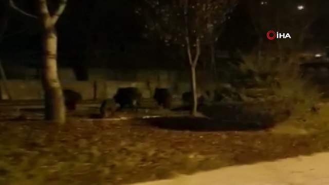 Kent merkezine domuz sürüsü indi