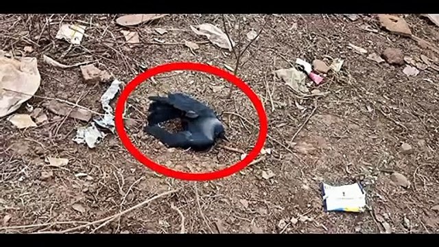 इंदौर के बाद अब आगर में बर्ड फ्लू की दस्तक, पुराना डिपो क्षेत्र में मिले कई मृत कौवे