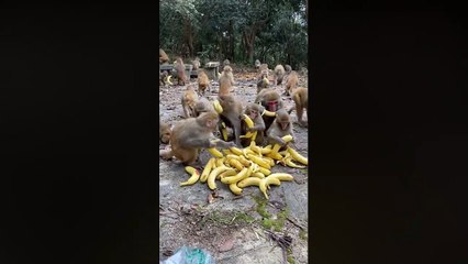 Here's What No One Tells You About Monkeys