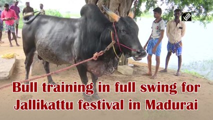 Bull training in full swing for Jallikattu festival in Madurai