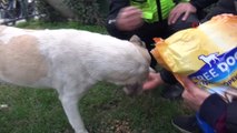 Polis sokak köpeklerini elleriyle besledi