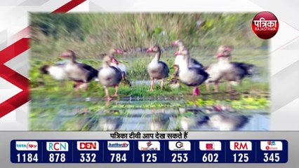 बर्ड फ्लू: खतरे में प्रवासी परिंदे