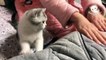 Gatos Graciosos - Los Mejores Videos de Gatos Chistosos - Funny Cats - The Best Funny Cats Videos