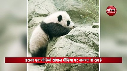 Small panda has to complete the challenge to climb the stone wall