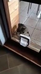 Humorous Future Champion speedball Cat