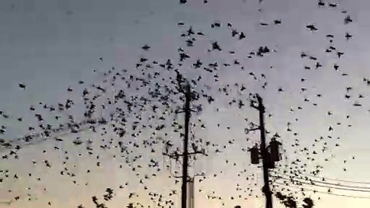 Des oiseaux font exploser une ligne à haute tension