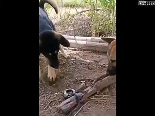 Ce chien a eu la peur de sa vie