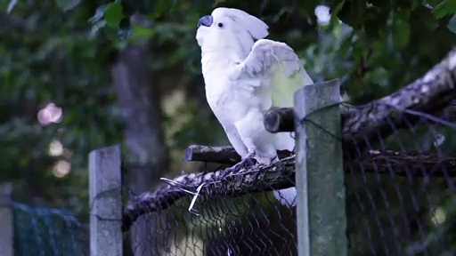 Dancing White Parrot