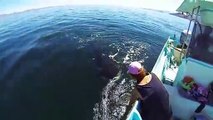 Unique Orca encounter in the Sea of Cortez...Bahia de los Angeles, Mexico.