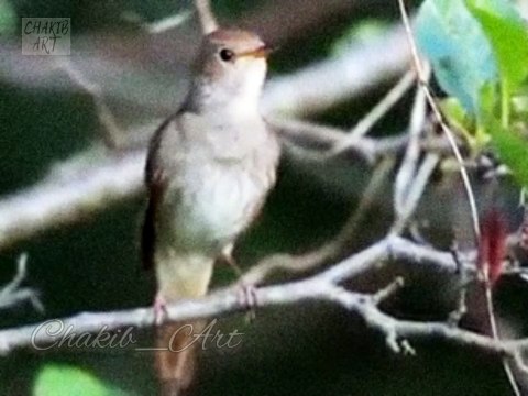 #rap #hiphop #music #rapper #trap #beats #rapmusic #Artist #love #producer #newmusic #hiphopmusic #freestyle #rappers #soundcloud #art #explorepage #spotify #follow #Youtube #dj #like #trapmusic #rnb #hiphop #bhfyp #beat #music Chants d'oiseaux_Birdsong