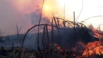 Mais de 220 mil focos de incêndios florestais em 2020