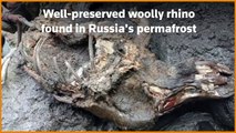 Well-preserved woolly rhino found in Russia's permafrost
