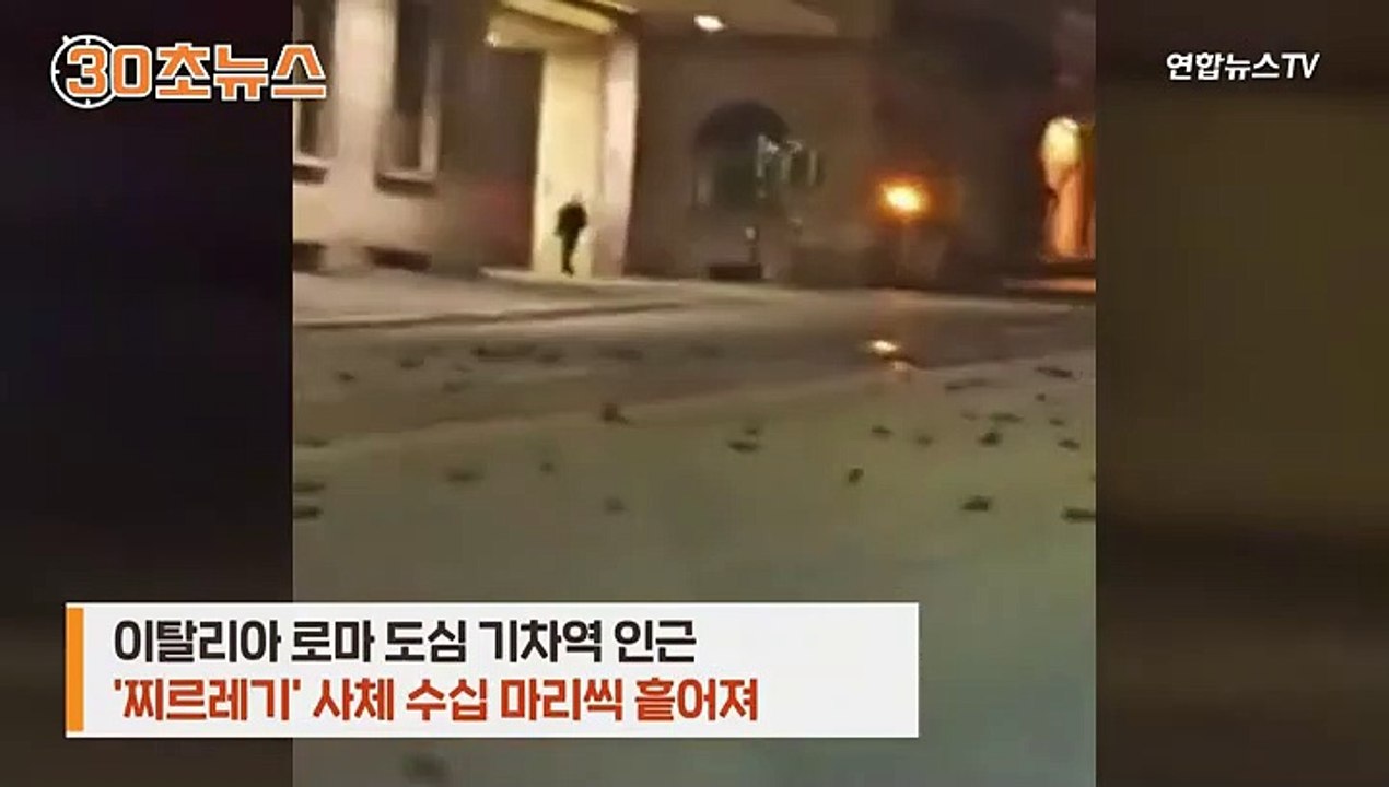 [30초뉴스] 새해 첫날 로마 길바닥에 '새 사체' 수백 마리…무슨 일이?