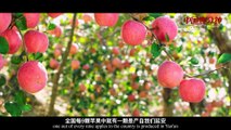 《物华天宝》：延安苹果