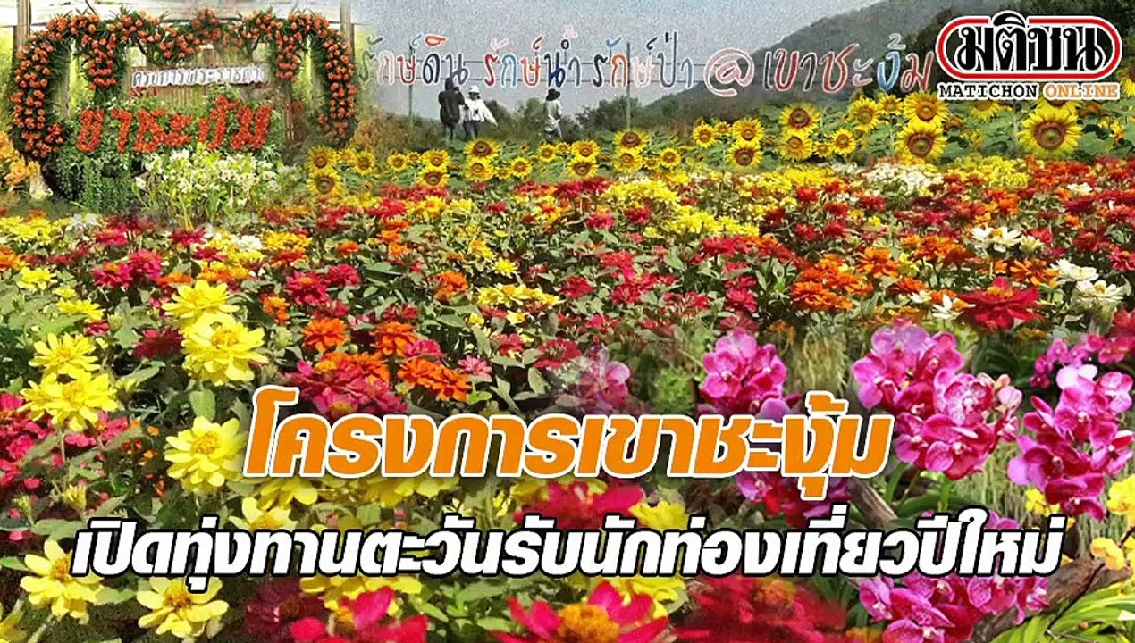 โครงการเขาชะงุ้มเปิดทุ่งทานตะวันรับนักท่องเที่ยวปีใหม่