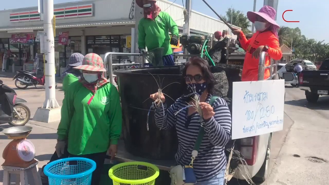 เจ้าของบ่อกุ้งบางปะกงสู้โควิด ขนขายเองเอาทุนคืน