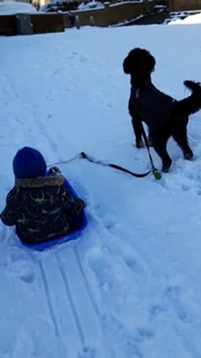 Watch the hilarious moment a family’s puppy careers off dragging their sledge - sending their four-year-old flying