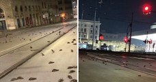 Des milliers d’oiseaux retrouvés morts dans les rues de Rome après le feu d’artifice du Nouvel An