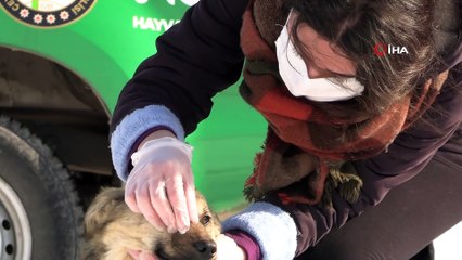 İpekyolu Belediyesinden sokak hayvanlarına sevgi eli